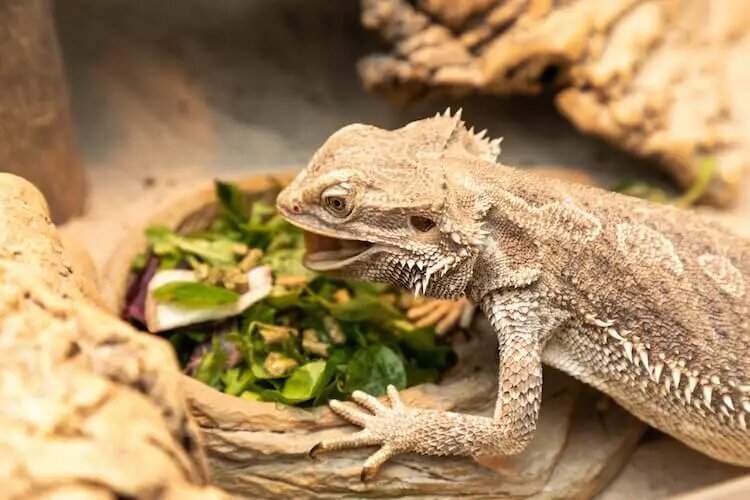 Pros of Bearded Dragons Eating Broccoli